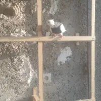 طوقی سنجابی قهوه ای کاکل ماده