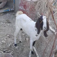 سلام. فروش یک عدد بز ماده|حیوانات مزرعه|هیرمند, |دیوار