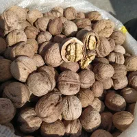 گردو باغ قامیشله سرشیو|خوردنی و آشامیدنی|بانه, |دیوار