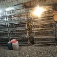 قفس بلدرچین تخم گذار