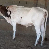 گوساله نر
