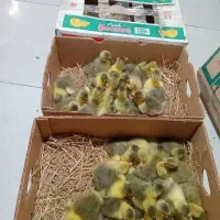 جوجه غاز ۸روزه قیمت۲۰۰تومن واکسن زده