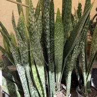 فروش گلهای آپارتمانی|گل و گیاه طبیعی|خشکبیجار, |دیوار