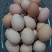 تخم مرغ بومی  و  بلدرچین|خوردنی و آشامیدنی|اصفهان, رزمندگان|دیوار