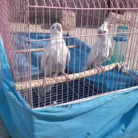 پرنده طوطی عروس|پرنده|آغاجاری, |دیوار