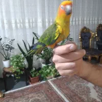 جفت کارداده کریمسون و جوجه رام خورشیدی|پرنده|تبریز, |دیوار