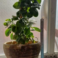 انواع گلدان‌های طبیعی سانسوریا پتوس قاشقی|گل و گیاه طبیعی|قم, شهدا|دیوار