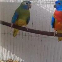 فروش جفت جوان طوطی نیوفما