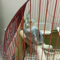 پرنده عروس هلندی