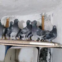 کبوترجوجه آلمانی