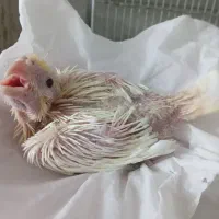 جوجه عروس هلندی  (آلبینو )|پرنده|اصفهان, سرچشمه|دیوار