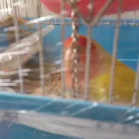 یک عدد طوطی برزیلی 1 جفت عروس هلندی با تخم و قفس|پرنده|ری, شهادت|دیوار