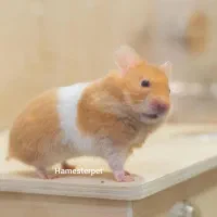 همستر پرتقالی سفید تربیت شده با لوازم