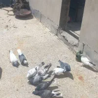 کبوتر