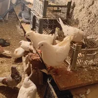 کبوتر|پرنده|ماکو, |دیوار