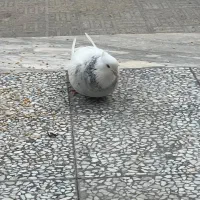 طوقی|پرنده|اصفهان, ملکشهر|دیوار