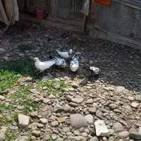 کبوتر