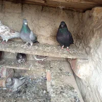 کبوتر پرشی و زاغ یک اتم گرگی|پرنده|انزل, |دیوار