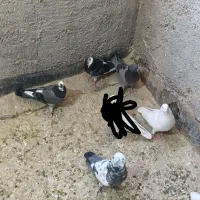 فروش 12 عدد کبوتر یزدی