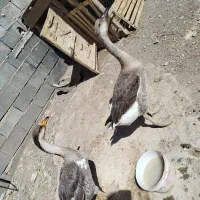 غاز|حیوانات مزرعه|نیشابور, مازول|دیوار