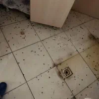 سمپاشی سوسک سم پاشی ساس کنه درتمام نقاط ۱۰۰٪تضمینی
