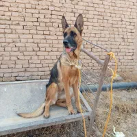 سگ ژرمن ماده جوان|سگ|تاکستان, |دیوار