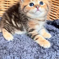 گربه های اگول پگول