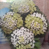 تاجگل|گل و گیاه طبیعی|تهران, سبلان (لشگر)|دیوار