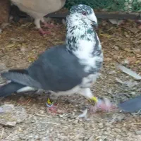 گوره سینه سفید