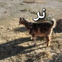 بزغاله نر وماده|حیوانات مزرعه|اهر, |دیوار