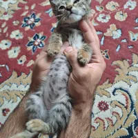 بچه گربه نر|گربه|بهشهر, |دیوار