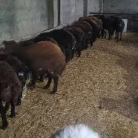 بره نر افشاری پای پروار|حیوانات مزرعه|محمدشهر, کوی بهار|دیوار