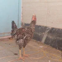 فنچ وخروس و جوجه و قفس|پرنده|بیرجند, |دیوار