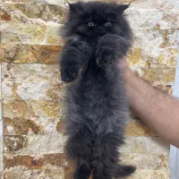 پرشین بلو|گربه|ارومیه, |دیوار