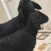 بره شیری کوچک