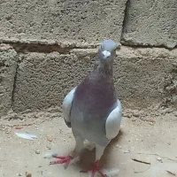 کفتر مسافتی درجه ا نژاد جان آردن|پرنده|کازرون, |دیوار