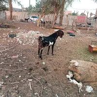 فروش تروشت