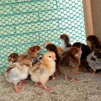 جوجه رسمی گلپایگان