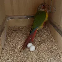 گرینچیک فول رد آناناسی  ‌گلدین