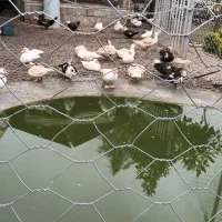 فروش اردک روسی ( اسراییلی)