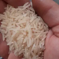 برنج فجر سوزنی
