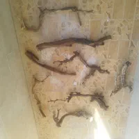 چوب مو مناسب برای آکواریوم و دکوری