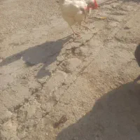 خروس گلین و مرغ گردن لوخت عربی|حیوانات مزرعه|باوی, |دیوار