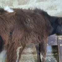 گوساله ماده گاو