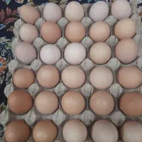 تخم مرغ محلی|خوردنی و آشامیدنی|قم, شاه ابراهیم|دیوار