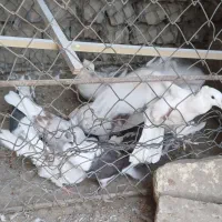 ۱۱ عدد خوشونه