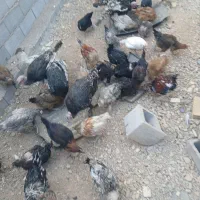 سلام فروش مرغ و خروس و بچه خروس محلی