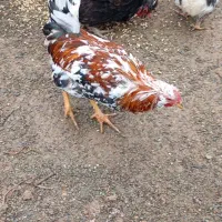 تابلو|تابلو فرش|سنندج, |دیوار