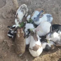 خرگوش نانازی|موش و خرگوش|سبزوار, پاسداران|دیوار