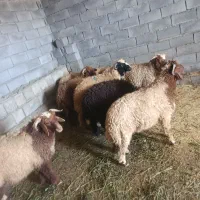 9راس گوسفند بفروش میرسد